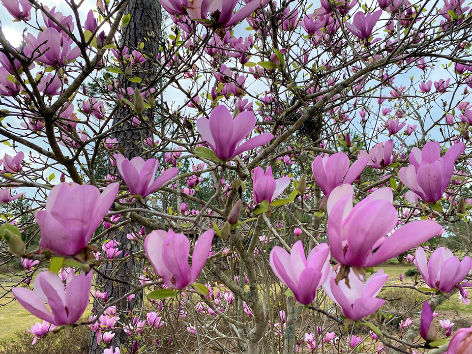 jane magnolia.jpg thumbnail
